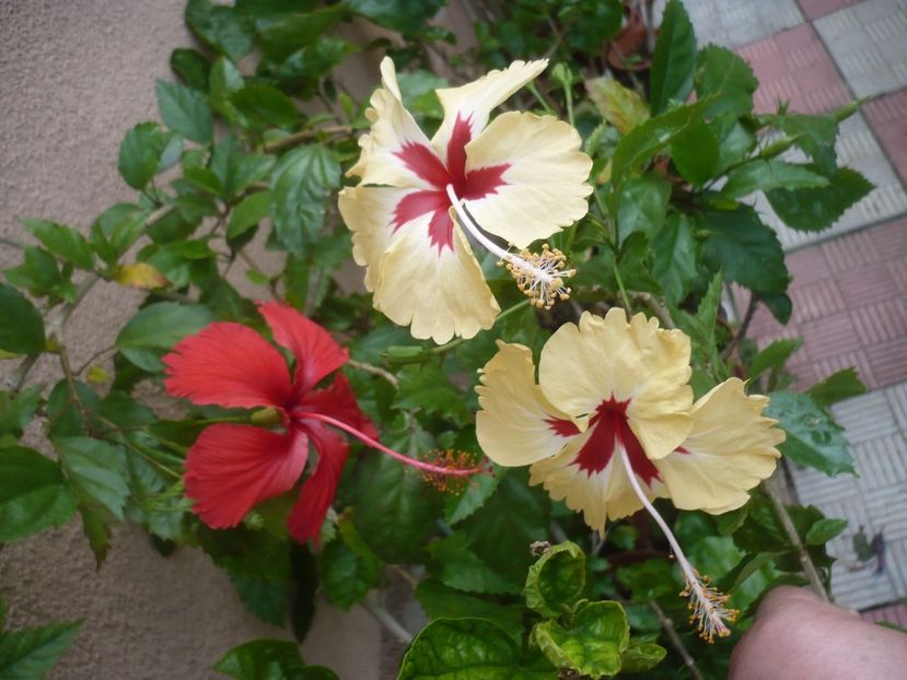 P1420544 - HIBISCUSI 2019-2