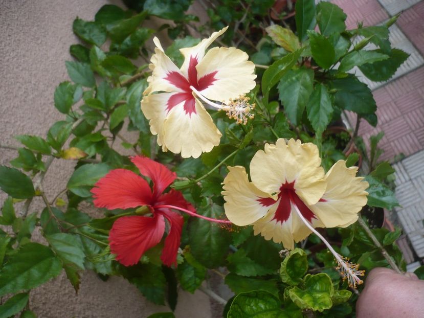 P1420545 - HIBISCUSI 2019-2