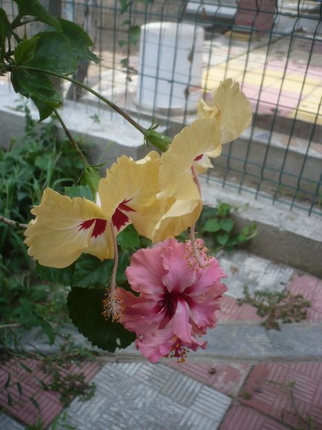 P1420546 - HIBISCUSI 2019-2