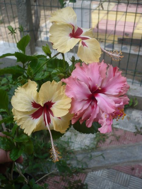 P1420547 - HIBISCUSI 2019-2