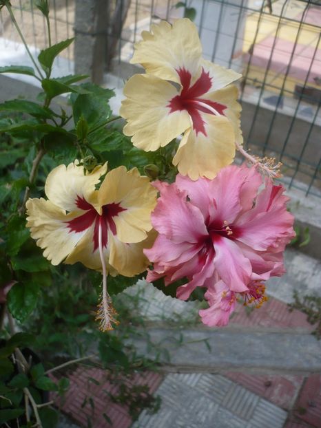 P1420548 - HIBISCUSI 2019-2