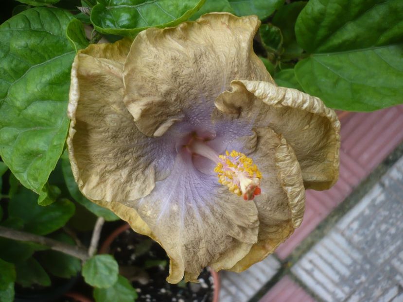 P1420550 - HIBISCUSI 2019-2