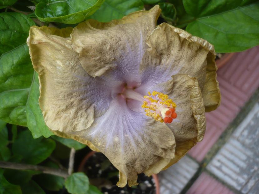 P1420551 - HIBISCUSI 2019-2