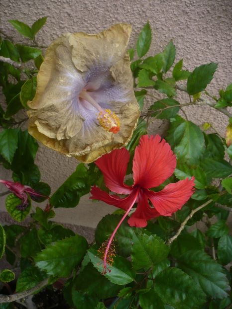 P1420552 - HIBISCUSI 2019-2