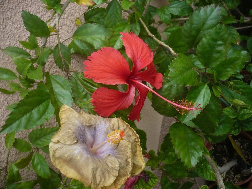 P1420553 - HIBISCUSI 2019-2