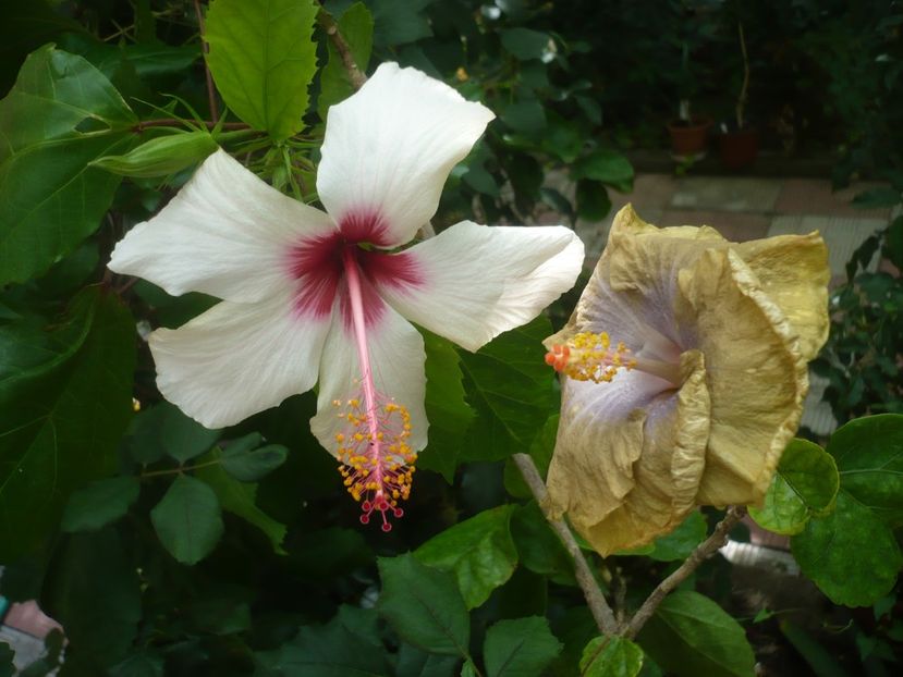 P1420554 - HIBISCUSI 2019-2