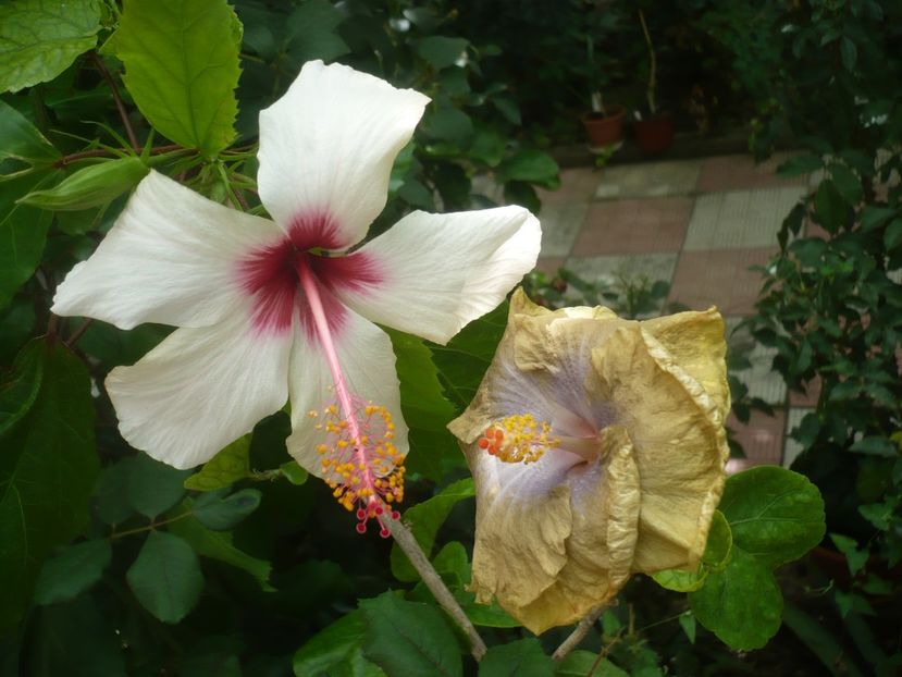 P1420556 - HIBISCUSI 2019-2