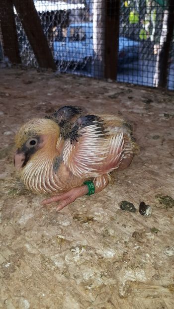 AGh - Tineret AGH 2019