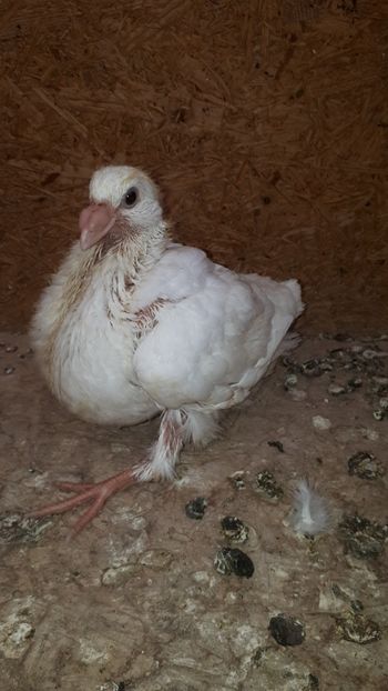 AGh - Tineret AGH 2019