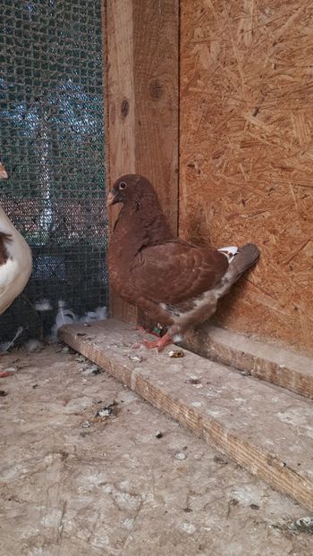 AGH - Tineret AGH 2019