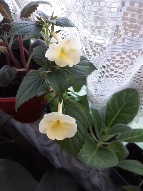  - Achimenes 2019