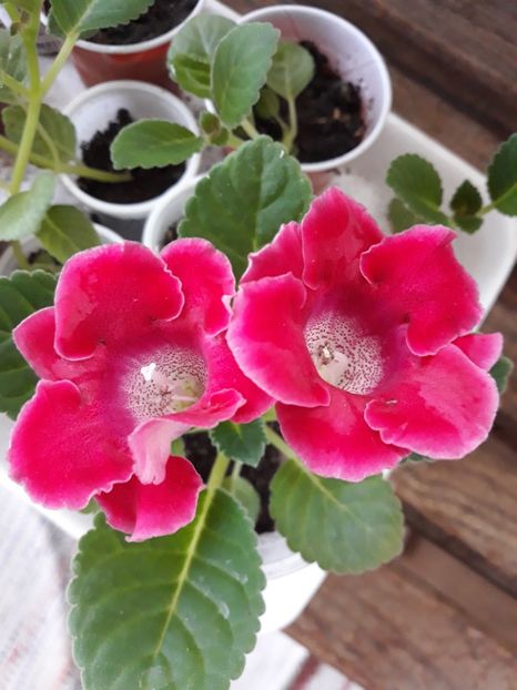  - Gloxinia din seminte