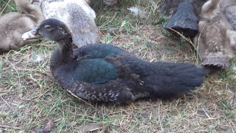 Black male. - Bomboane asortate 2019