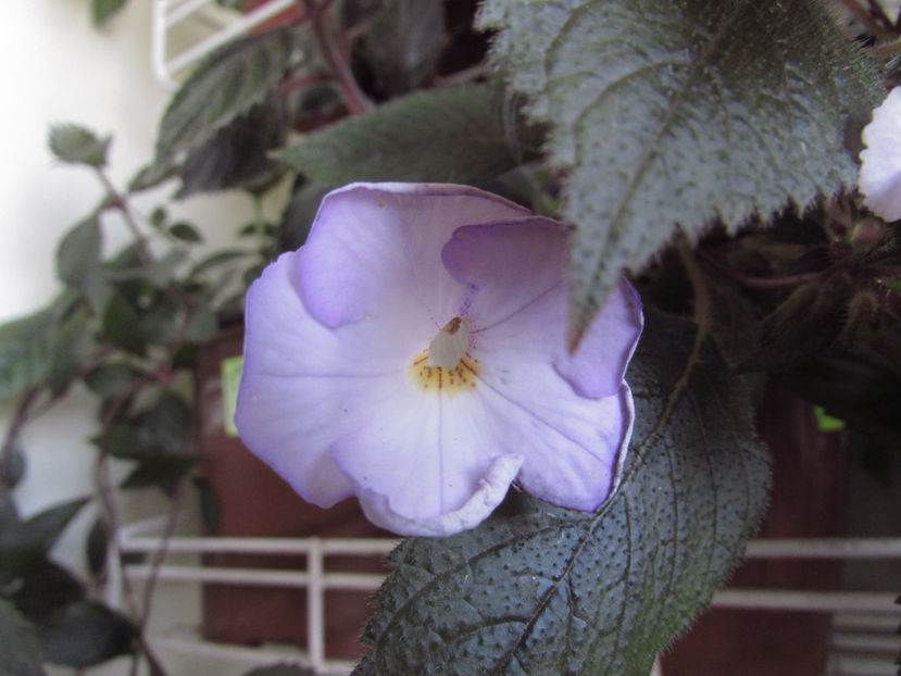  - Achimenes 2019