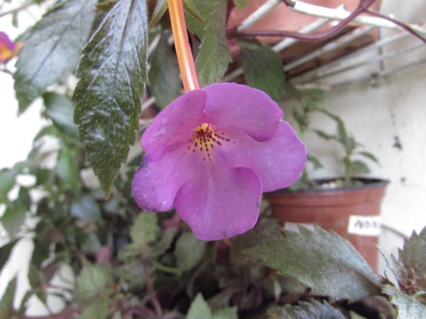  - Achimenes 2019