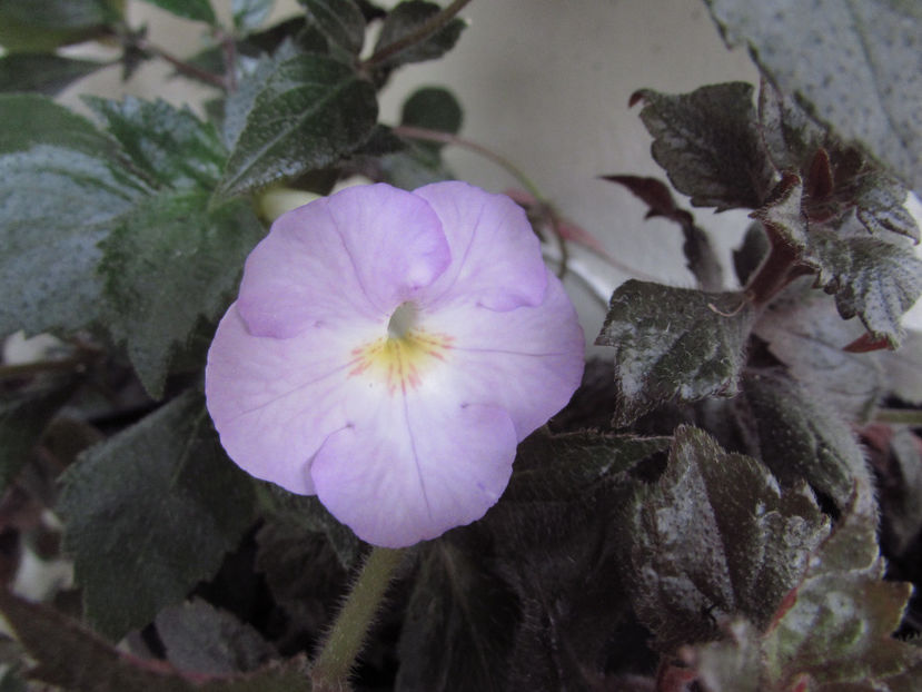  - Achimenes 2019
