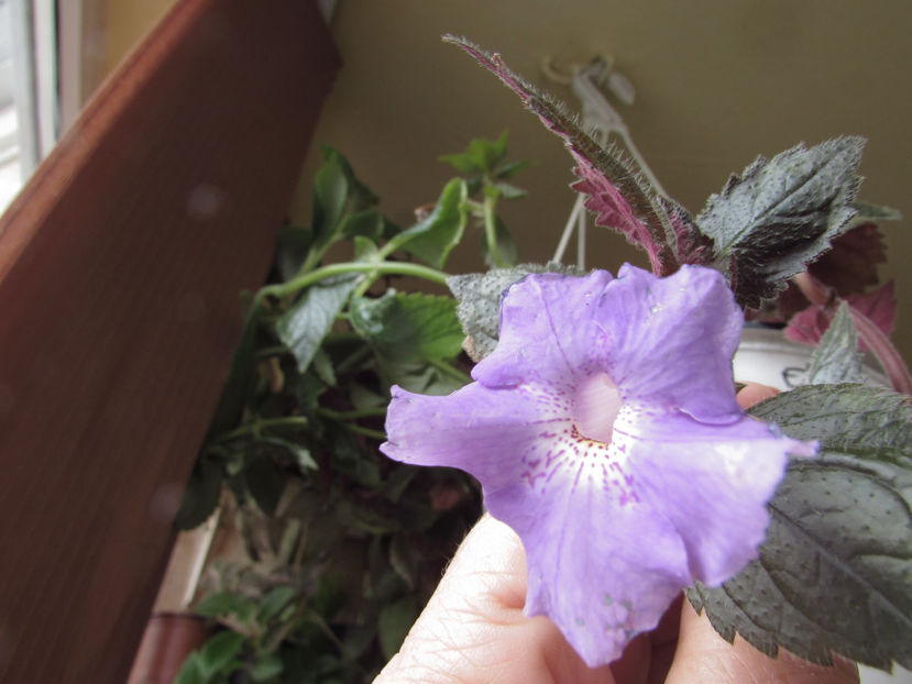  - Achimenes 2019
