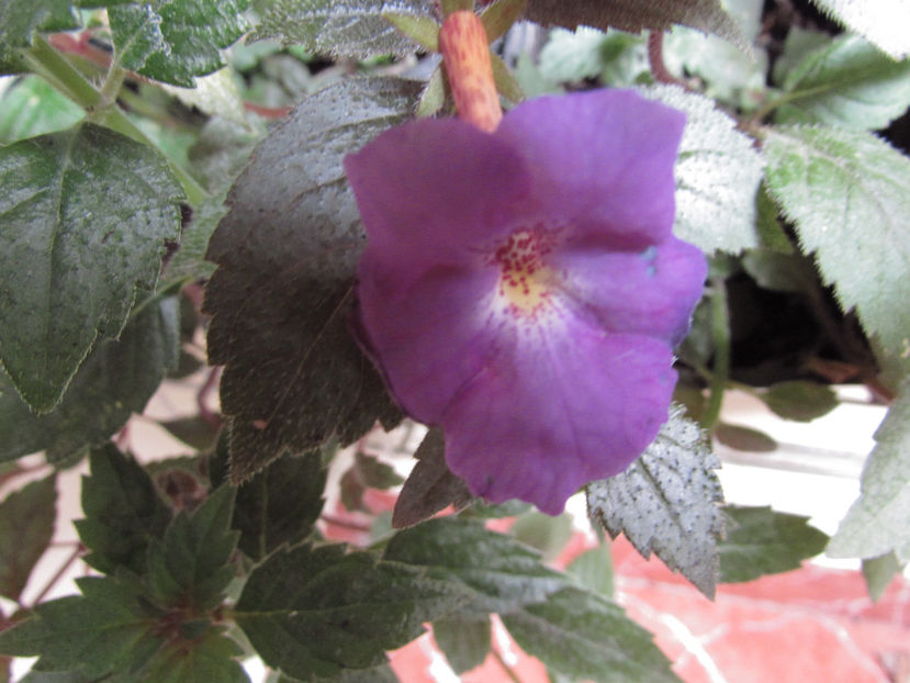  - Achimenes 2019