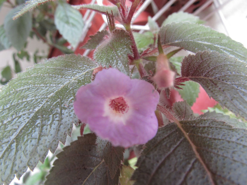  - Achimenes 2019