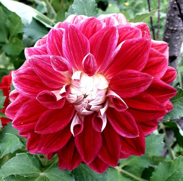  - AAAA_DALII 2015_2017_2018_2019_2020_2023