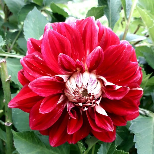  - AAAA_DALII 2015_2017_2018_2019_2020_2023