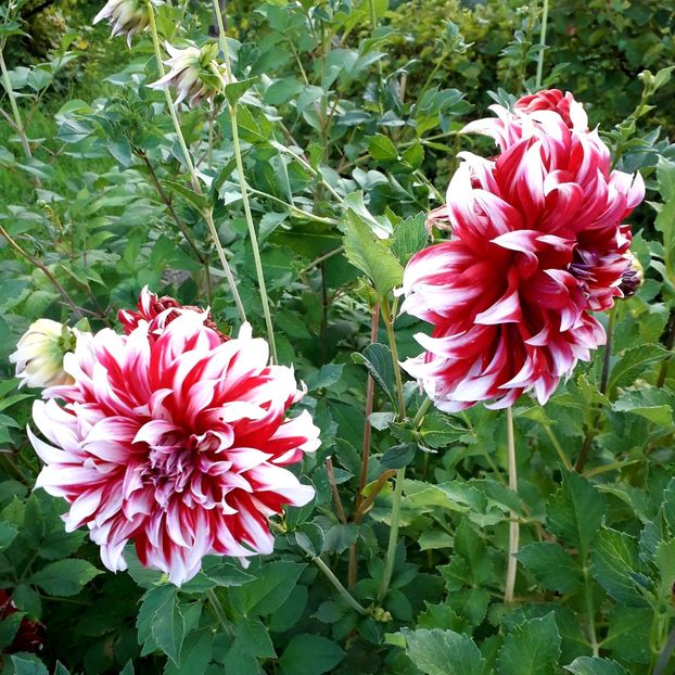  - AAAA_DALII 2015_2017_2018_2019_2020_2023