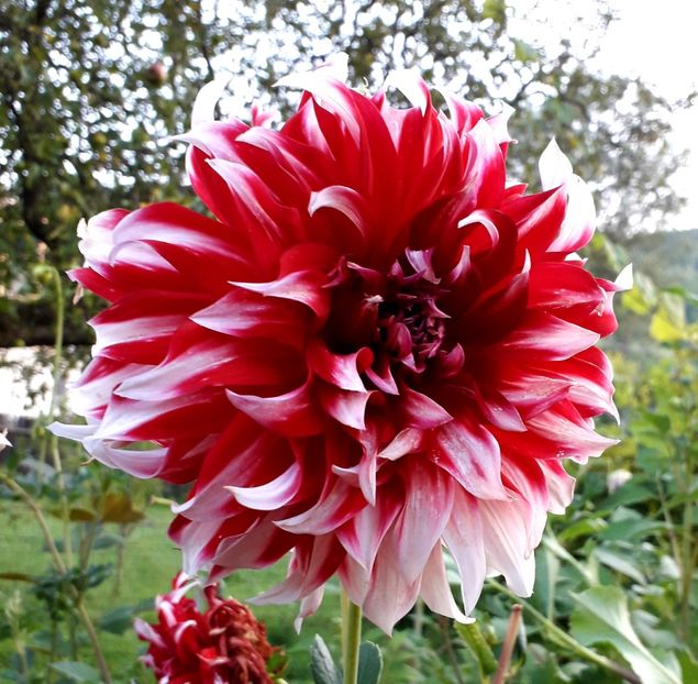  - AAAA_DALII 2015_2017_2018_2019_2020_2023