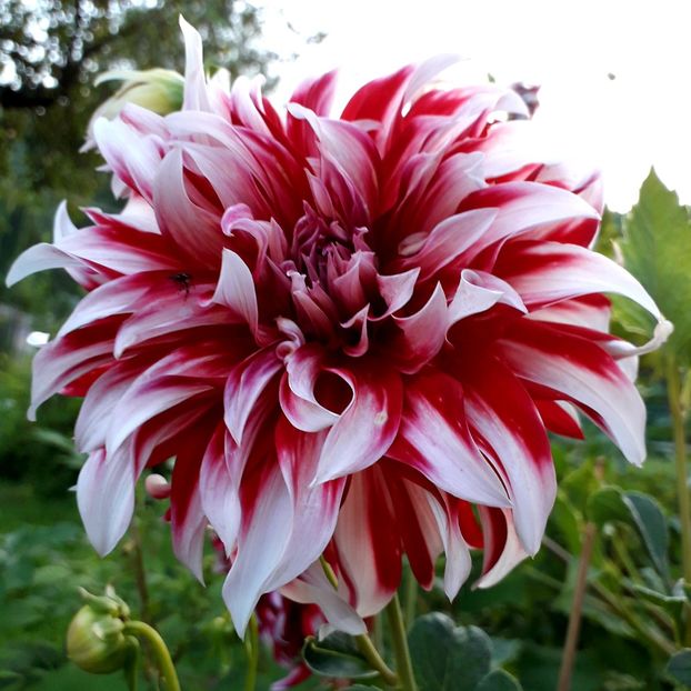  - AAAA_DALII 2015_2017_2018_2019_2020_2023