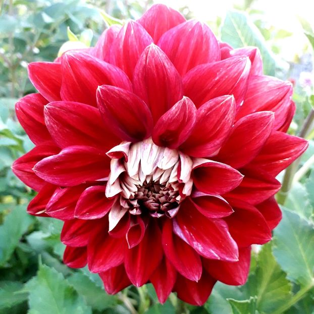  - AAAA_DALII 2015_2017_2018_2019_2020_2023