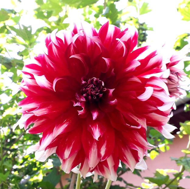  - AAAA_DALII 2015_2017_2018_2019_2020_2023