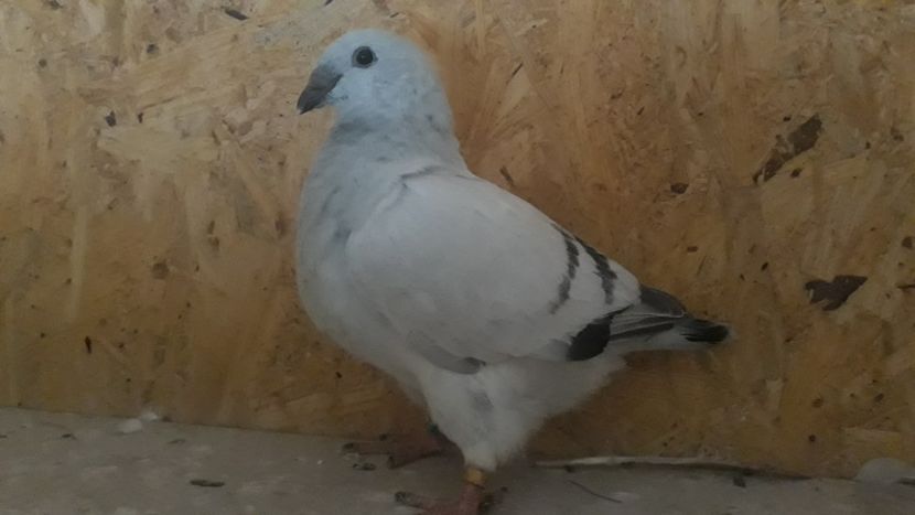  - Pui 2019