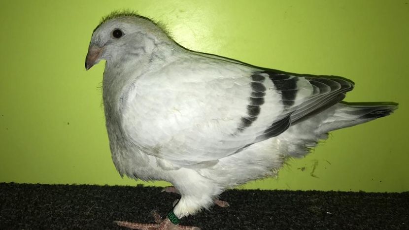IMG-20190816-WA0004 - Pui 2019