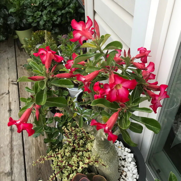  - Jurnalul gradinii 2019