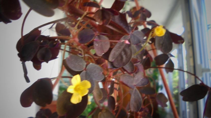 Multumiri,te-mbratisez cu drag! - Stelute