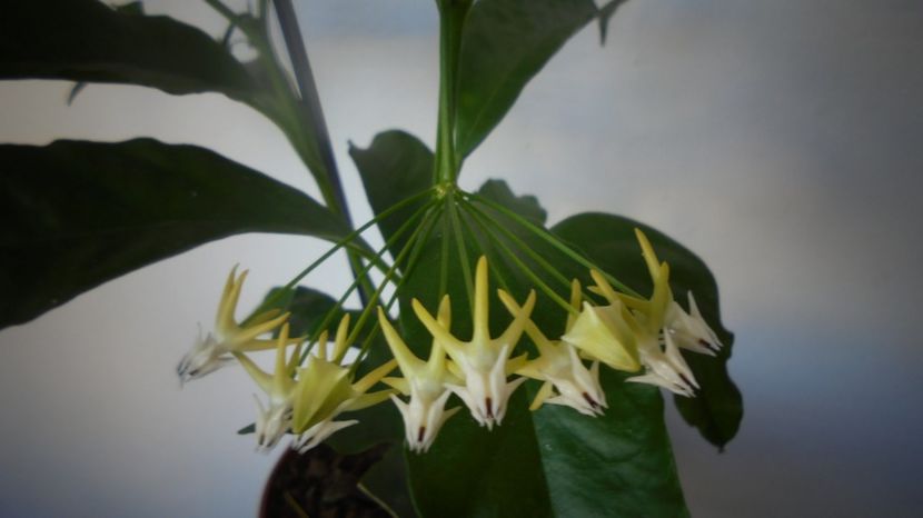 "Multiflora" - Stelute