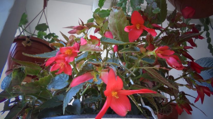 "Boliviensis" - Stelute