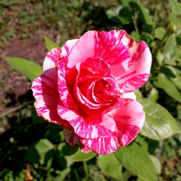  - TRANDAFIRI_2019_2020_2024