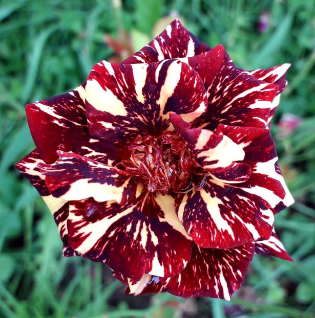  - TRANDAFIRI_2019_2020_2024