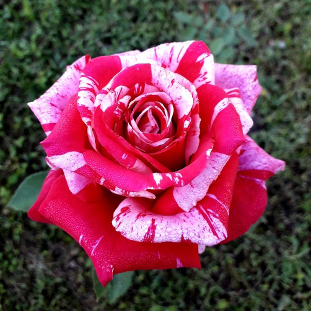  - TRANDAFIRI_2019_2020_2024