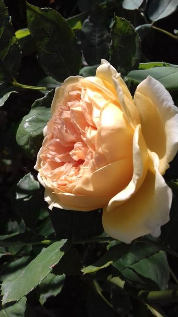  - Crown Princess Margareta