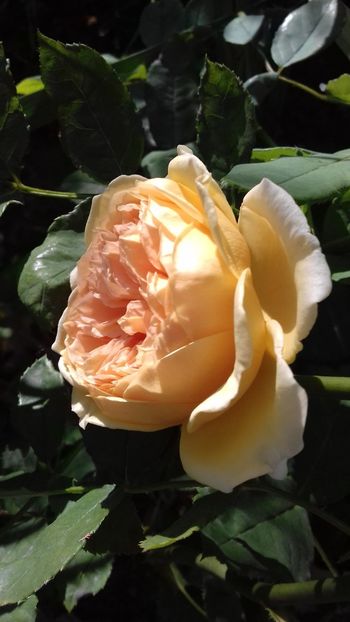 20190817_085238(0) - Crown Princess Margareta