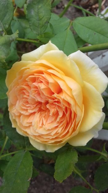  - Crown Princess Margareta