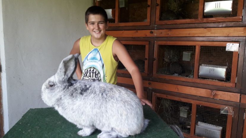  - A-IEPURI MARELE ARGINTIU