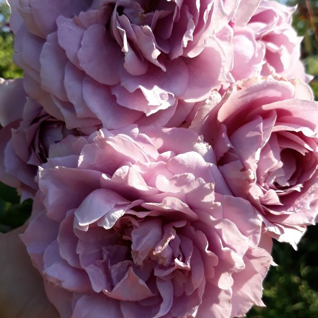  - Rose 2019