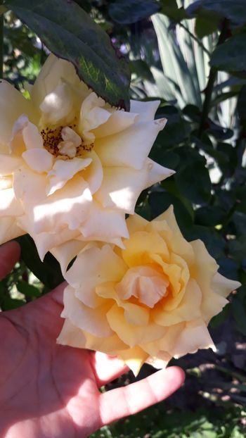  - Rose 2019