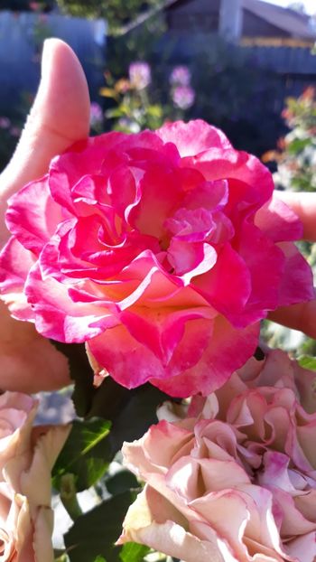  - Rose 2019