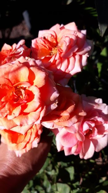 - Rose 2019