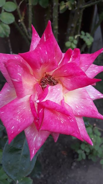  - Rose 2019