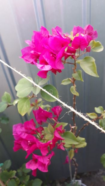  - Bougainvillea 2019-2020