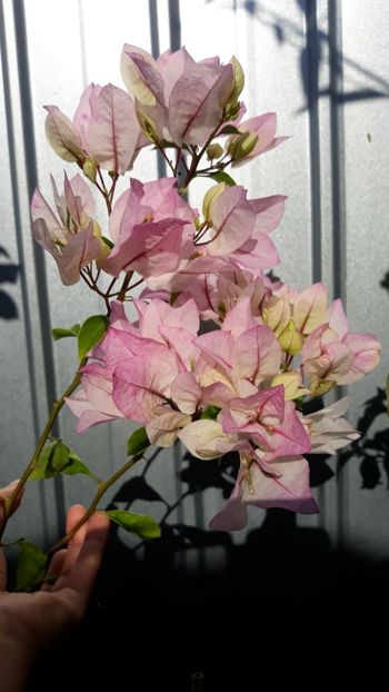 - Bougainvillea 2019-2020